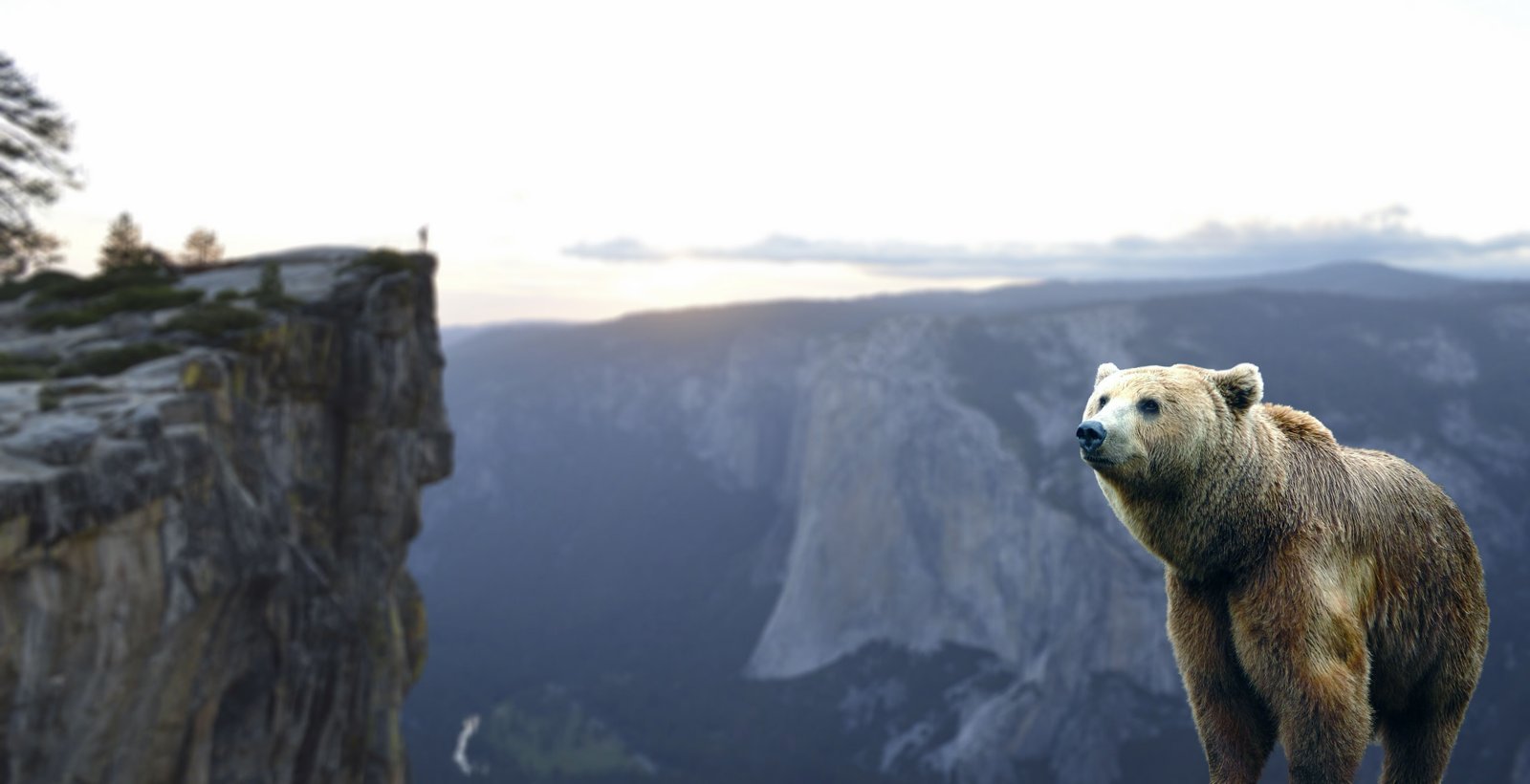 Bear Image