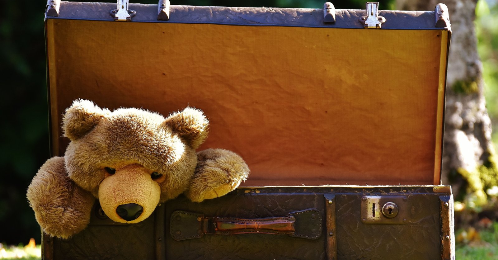 Bear Image